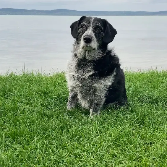 Hugo